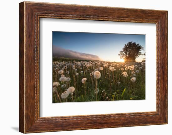 Green meadows of dandelions framed by the midnight sun, Fredvang, Moskenesoya, Nordland county, Lof-Roberto Moiola-Framed Photographic Print