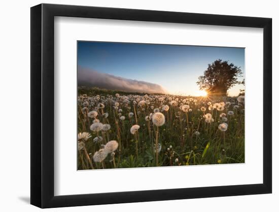 Green meadows of dandelions framed by the midnight sun, Fredvang, Moskenesoya, Nordland county, Lof-Roberto Moiola-Framed Photographic Print