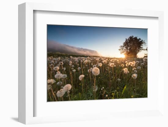 Green meadows of dandelions framed by the midnight sun, Fredvang, Moskenesoya, Nordland county, Lof-Roberto Moiola-Framed Photographic Print