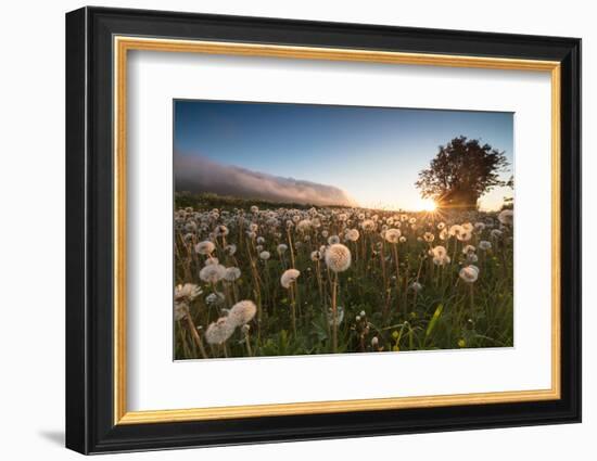 Green meadows of dandelions framed by the midnight sun, Fredvang, Moskenesoya, Nordland county, Lof-Roberto Moiola-Framed Photographic Print