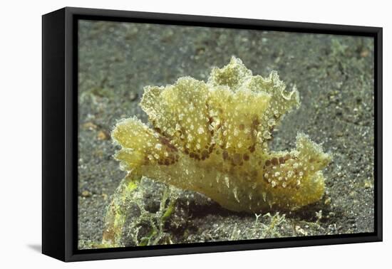 Green Melibe-Hal Beral-Framed Premier Image Canvas