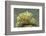 Green Melibe-Hal Beral-Framed Photographic Print