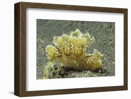 Green Melibe-Hal Beral-Framed Photographic Print