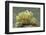 Green Melibe-Hal Beral-Framed Photographic Print