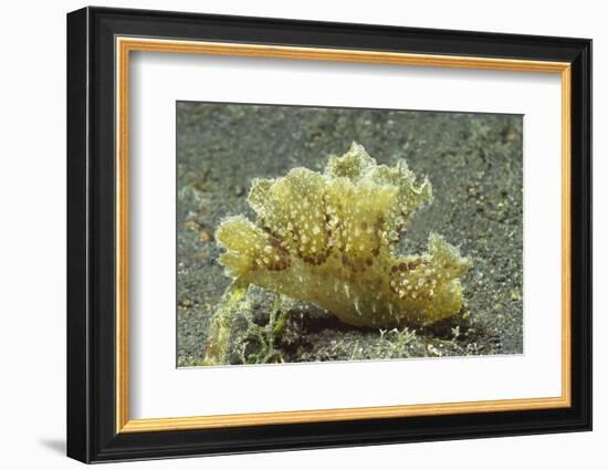 Green Melibe-Hal Beral-Framed Photographic Print