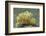 Green Melibe-Hal Beral-Framed Photographic Print