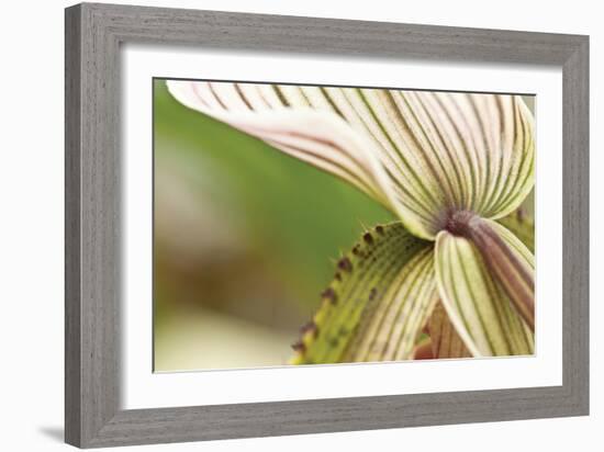 Green Mist-Dana Styber-Framed Photographic Print