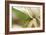 Green Mist-Dana Styber-Framed Photographic Print