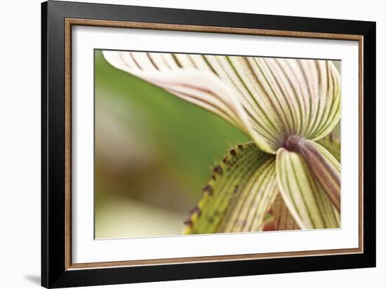 Green Mist-Dana Styber-Framed Photographic Print