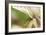 Green Mist-Dana Styber-Framed Photographic Print