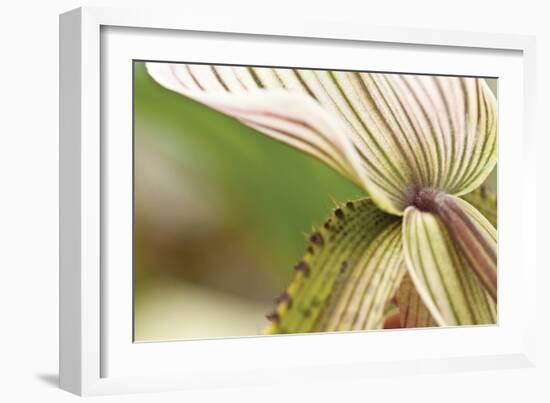 Green Mist-Dana Styber-Framed Photographic Print