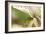 Green Mist-Dana Styber-Framed Photographic Print