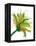 Green Mix-Jan Weiss-Framed Stretched Canvas