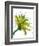 Green Mix-Jan Weiss-Framed Art Print