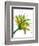 Green Mix-Jan Weiss-Framed Art Print