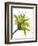 Green Mix-Jan Weiss-Framed Art Print