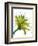 Green Mix-Jan Weiss-Framed Art Print