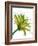 Green Mix-Jan Weiss-Framed Art Print