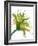 Green Mix-Jan Weiss-Framed Art Print