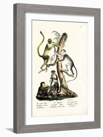 Green Monkey, 1824-Karl Joseph Brodtmann-Framed Giclee Print