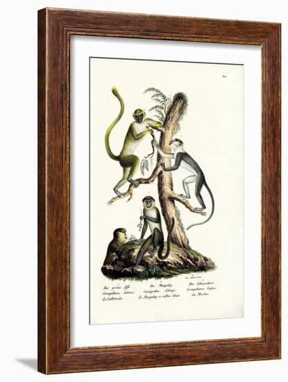 Green Monkey, 1824-Karl Joseph Brodtmann-Framed Giclee Print