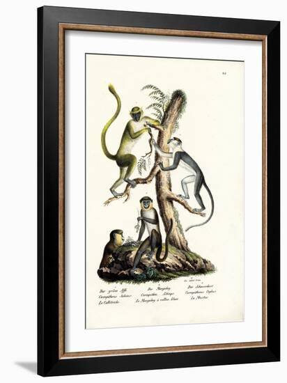 Green Monkey, 1824-Karl Joseph Brodtmann-Framed Giclee Print