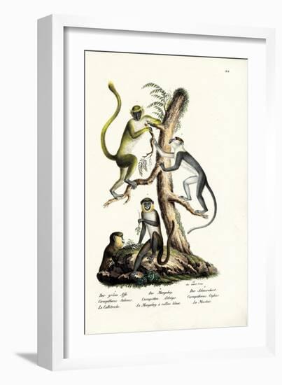 Green Monkey, 1824-Karl Joseph Brodtmann-Framed Giclee Print