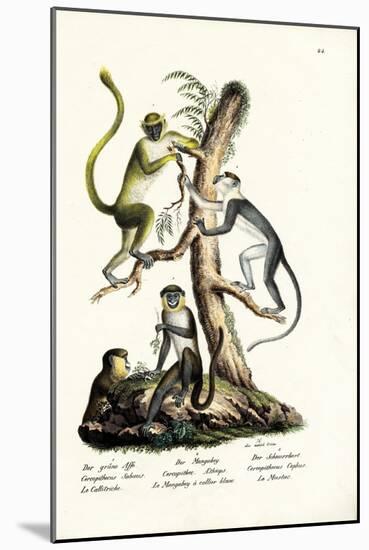 Green Monkey, 1824-Karl Joseph Brodtmann-Mounted Giclee Print