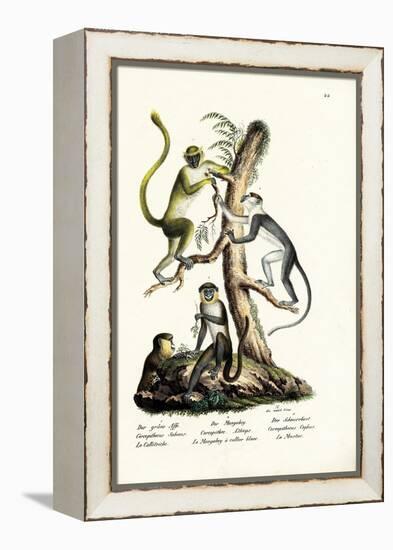 Green Monkey, 1824-Karl Joseph Brodtmann-Framed Premier Image Canvas