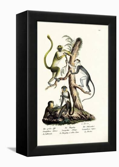 Green Monkey, 1824-Karl Joseph Brodtmann-Framed Premier Image Canvas