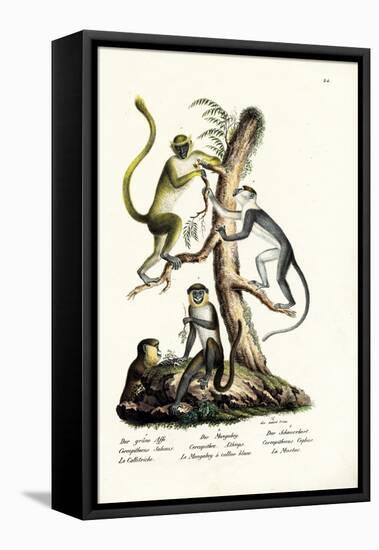 Green Monkey, 1824-Karl Joseph Brodtmann-Framed Premier Image Canvas
