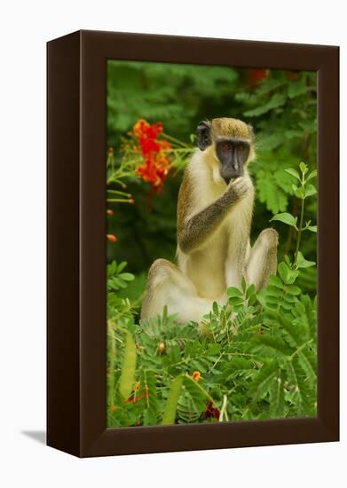 Green Monkey (Cercopithecus Aethiops Sabaeus) in Niokolo Koba National Park-Enrique Lopez-Tapia-Framed Premier Image Canvas