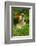 Green Monkey (Cercopithecus Aethiops Sabaeus) in Niokolo Koba National Park-Enrique Lopez-Tapia-Framed Photographic Print