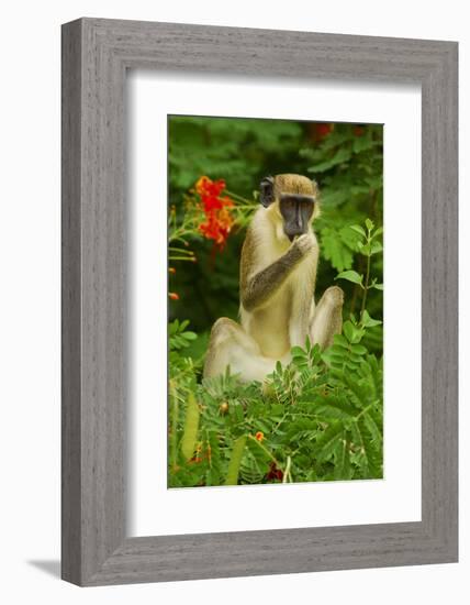 Green Monkey (Cercopithecus Aethiops Sabaeus) in Niokolo Koba National Park-Enrique Lopez-Tapia-Framed Photographic Print