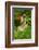 Green Monkey (Cercopithecus Aethiops Sabaeus) in Niokolo Koba National Park-Enrique Lopez-Tapia-Framed Photographic Print