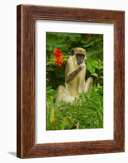 Green Monkey (Cercopithecus Aethiops Sabaeus) in Niokolo Koba National Park-Enrique Lopez-Tapia-Framed Photographic Print