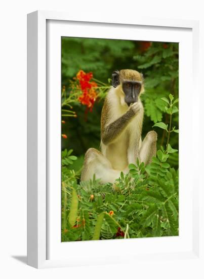 Green Monkey (Cercopithecus Aethiops Sabaeus) in Niokolo Koba National Park-Enrique Lopez-Tapia-Framed Photographic Print