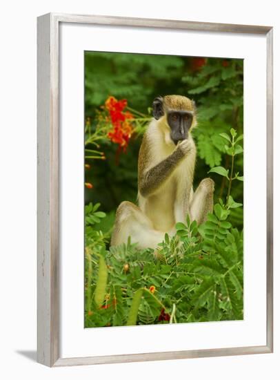 Green Monkey (Cercopithecus Aethiops Sabaeus) in Niokolo Koba National Park-Enrique Lopez-Tapia-Framed Premium Photographic Print