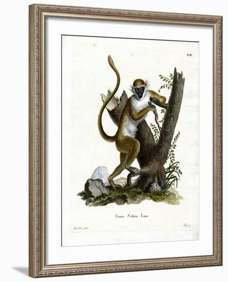 Green Monkey-null-Framed Giclee Print