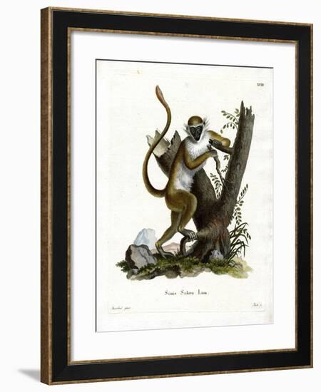 Green Monkey-null-Framed Giclee Print