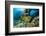 Green Moray (Gymnothorax Funebris) Santa Lucia, Camaguey, Cuba, Caribbean Sea, Atlantic Ocean-Franco Banfi-Framed Photographic Print