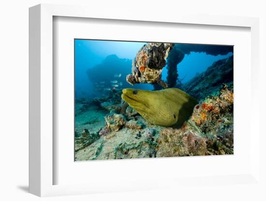 Green Moray (Gymnothorax Funebris) Santa Lucia, Camaguey, Cuba, Caribbean Sea, Atlantic Ocean-Franco Banfi-Framed Photographic Print