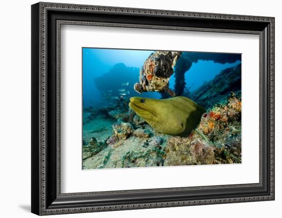 Green Moray (Gymnothorax Funebris) Santa Lucia, Camaguey, Cuba, Caribbean Sea, Atlantic Ocean-Franco Banfi-Framed Photographic Print