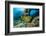 Green Moray (Gymnothorax Funebris) Santa Lucia, Camaguey, Cuba, Caribbean Sea, Atlantic Ocean-Franco Banfi-Framed Photographic Print