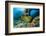 Green Moray (Gymnothorax Funebris) Santa Lucia, Camaguey, Cuba, Caribbean Sea, Atlantic Ocean-Franco Banfi-Framed Photographic Print