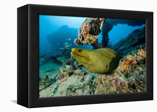 Green Moray (Gymnothorax Funebris) Santa Lucia, Camaguey, Cuba, Caribbean Sea, Atlantic Ocean-Franco Banfi-Framed Premier Image Canvas