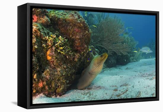 Green Moray, Hol Chan Marine Reserve, Ambergris Caye, Belize-Pete Oxford-Framed Premier Image Canvas