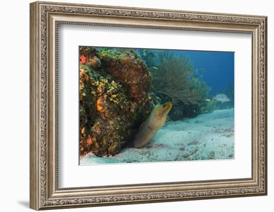 Green Moray, Hol Chan Marine Reserve, Ambergris Caye, Belize-Pete Oxford-Framed Photographic Print