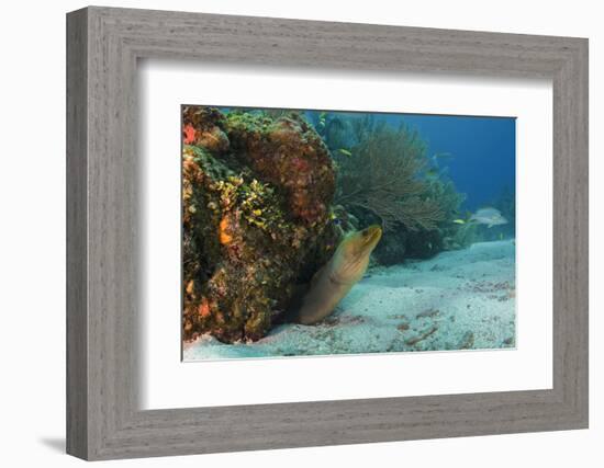 Green Moray, Hol Chan Marine Reserve, Ambergris Caye, Belize-Pete Oxford-Framed Photographic Print