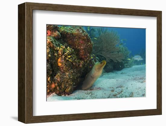 Green Moray, Hol Chan Marine Reserve, Ambergris Caye, Belize-Pete Oxford-Framed Photographic Print